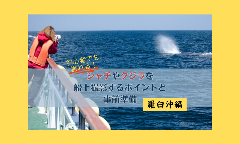 初心者でも撮れる！シャチやクジラを船上撮影するポイントと事前準備【羅臼沖編】 - 知床ねむろマガジン【公式】
